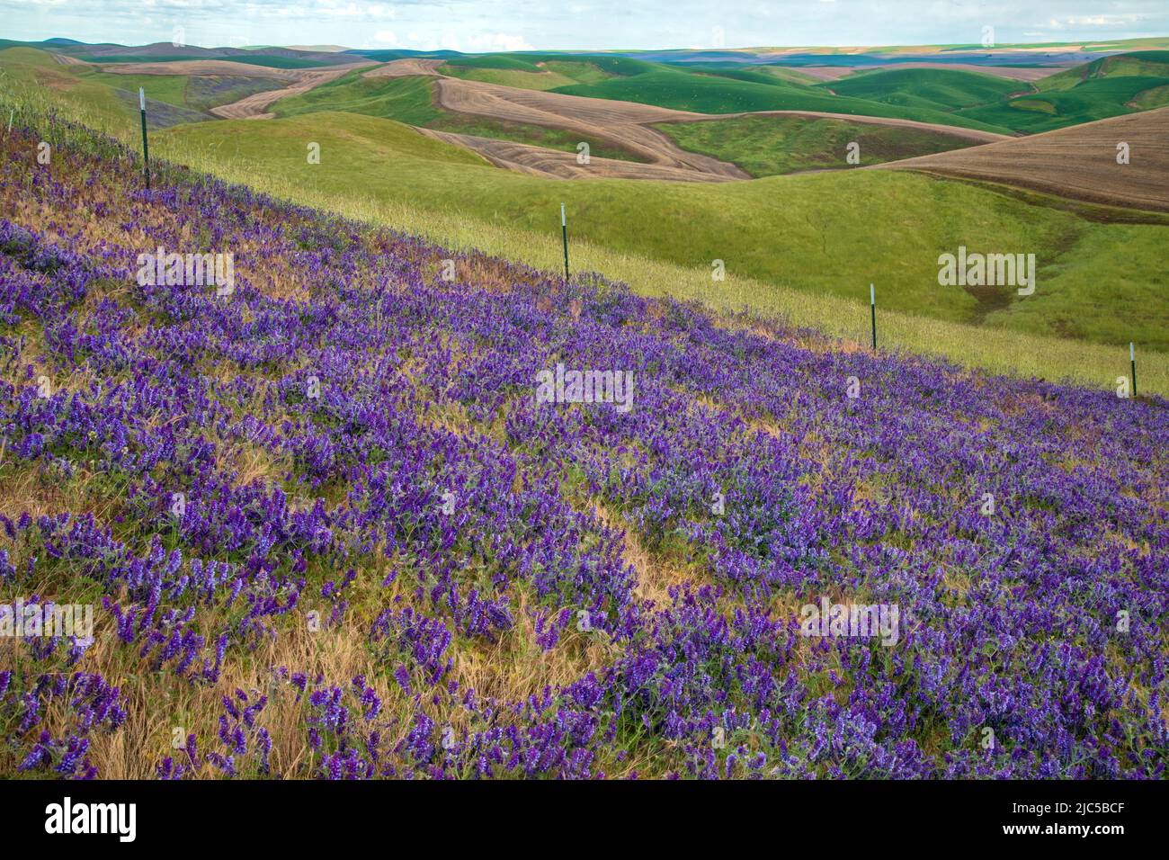 USA, Oregon,Wasco County, The Dalles, outback *** Local Caption ***  USA, Oregon, Wasco County, The Dalles, outback, bloom, landscape, wildflowers, in Stock Photo
