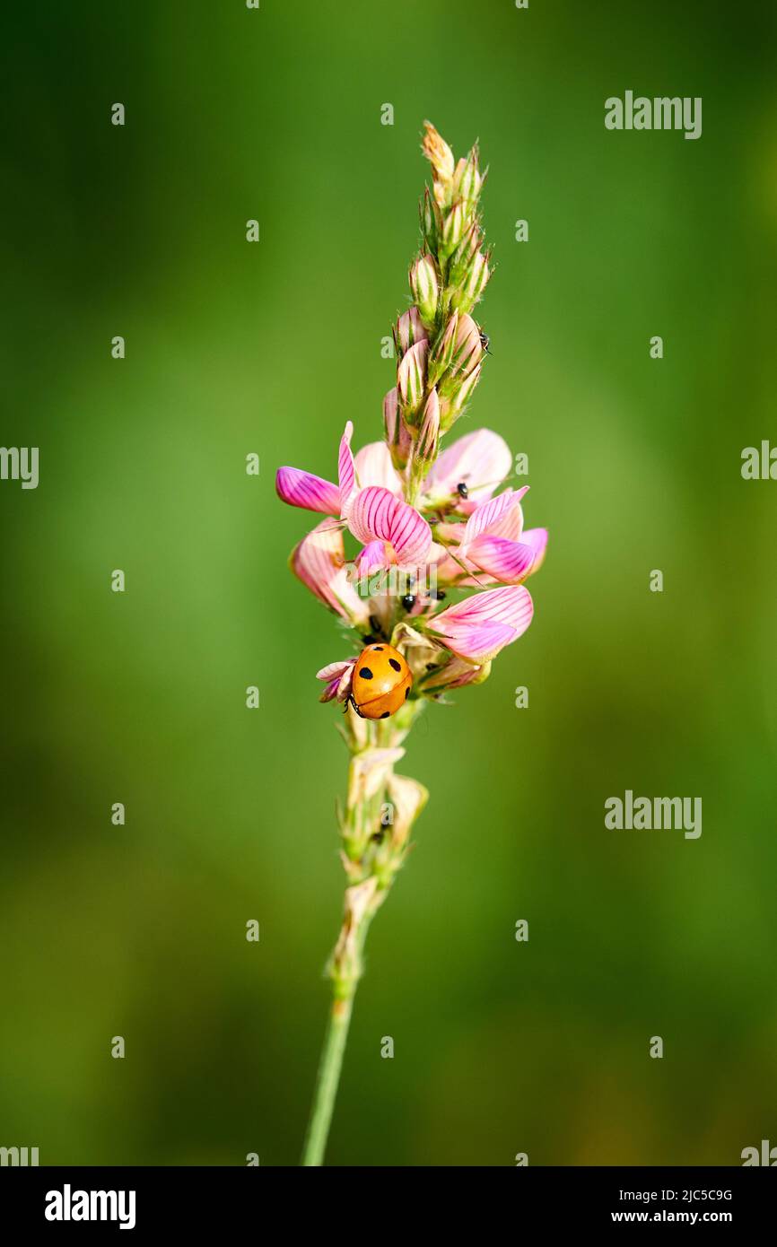 A ladybug hunting lice on a flower on a sunny summer afternoon Stock