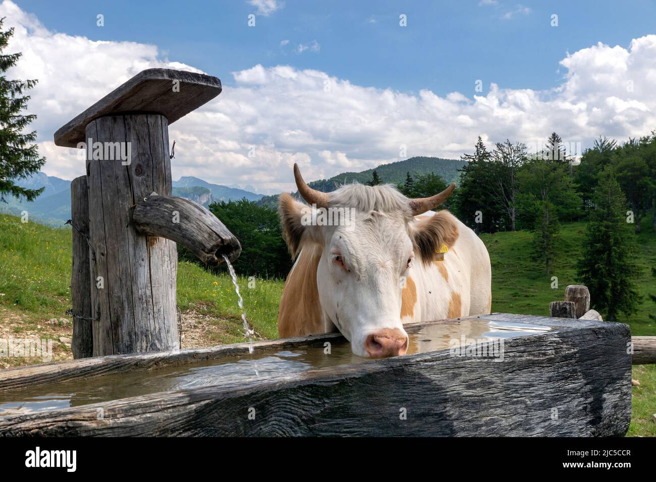 Kühe auf der Oberauer-Brunst-Alm (940 m) im  Hochplattengebiet hoch über Mühlau im Schlechinger Tal - Chiemgau *** Local Caption ***   Bavaria, Upper Stock Photo
