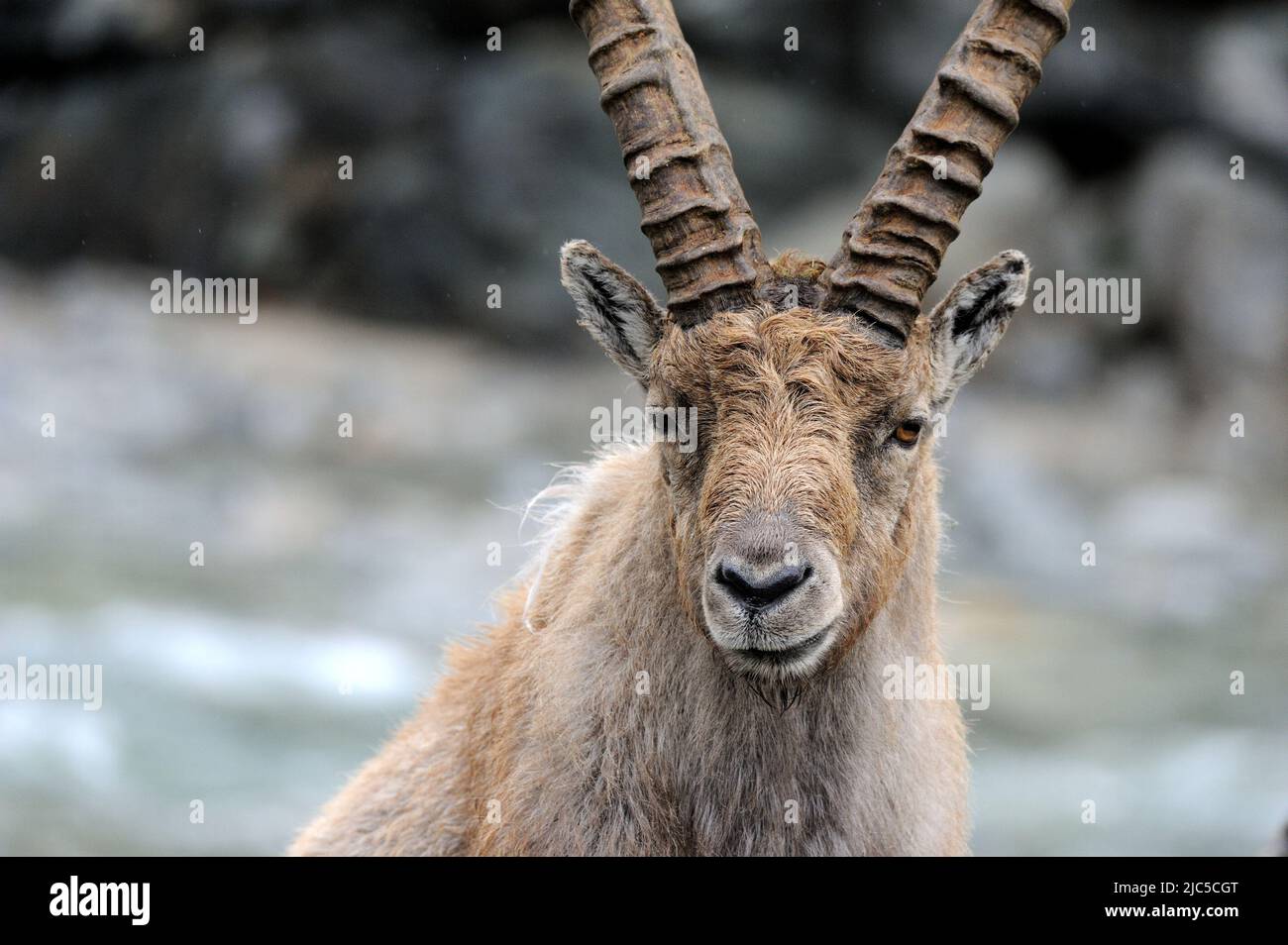 Steinbock *** Local Caption *** Capricorn, mountain goat, clovenhoofed
