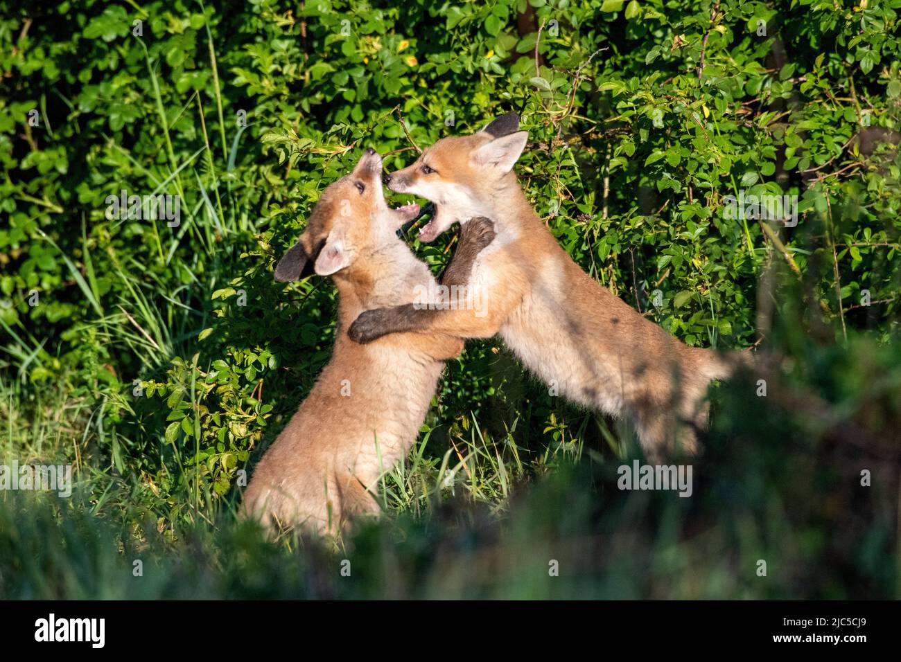 Fox in april hi-res stock photography and images - Alamy