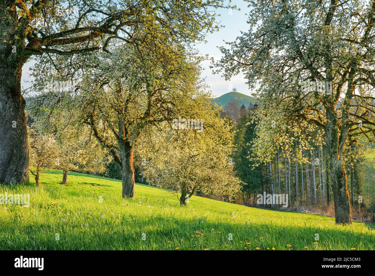 Blühende Birnbäume im Frühling in blühender Wiese auf dem Hirzel im