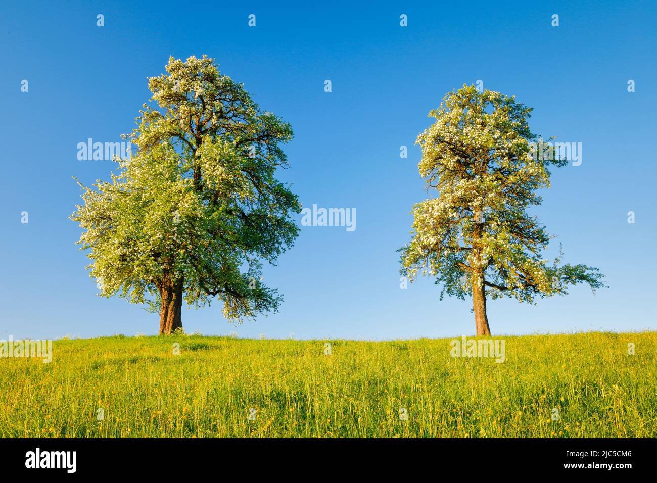 Zwei grosse freistehende und blühende Birnbäume auf Blumenwiese im