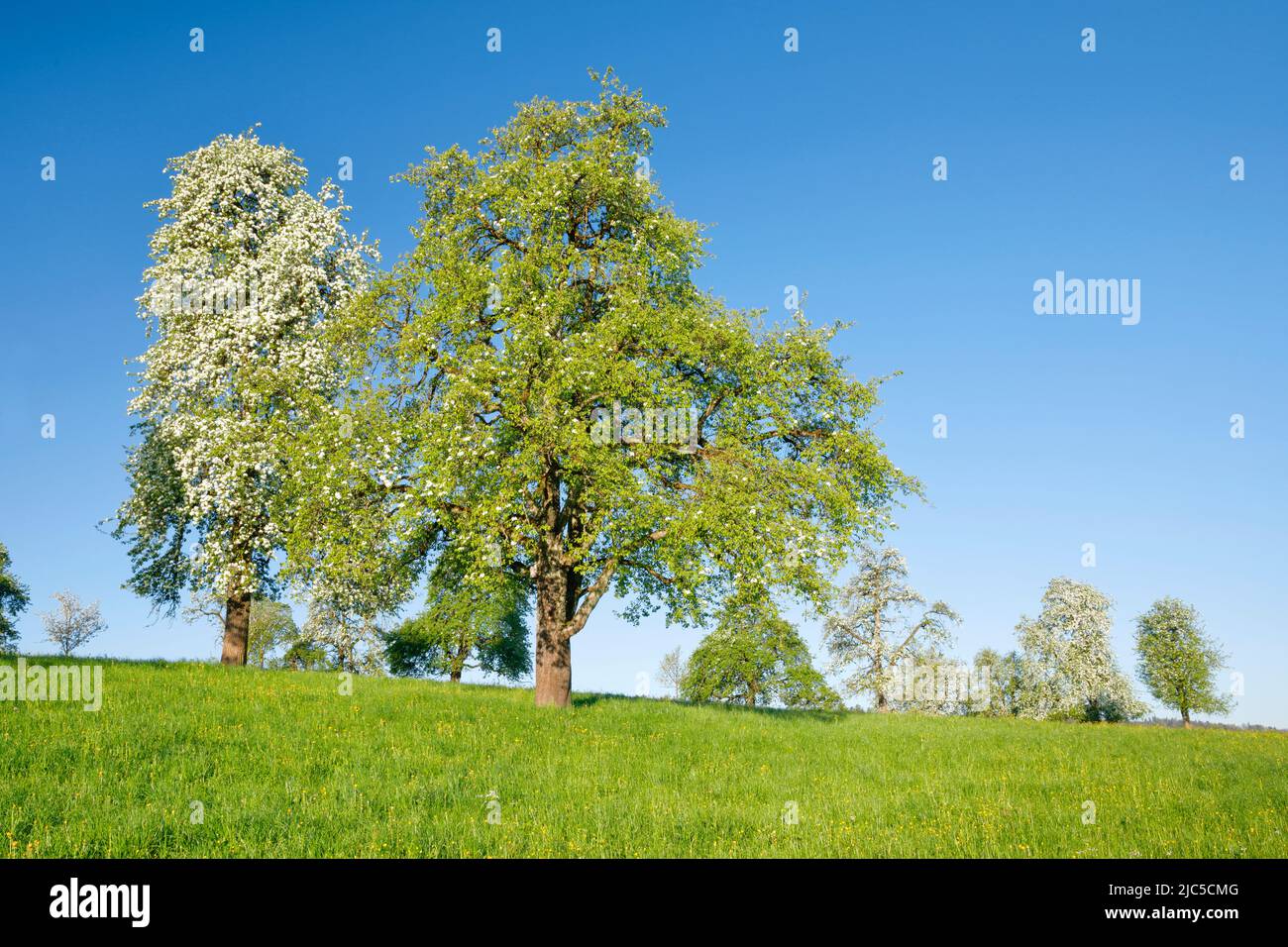 Blühende Birnbäume im Frühling auf grüner Wiese, Oetwil am See im
