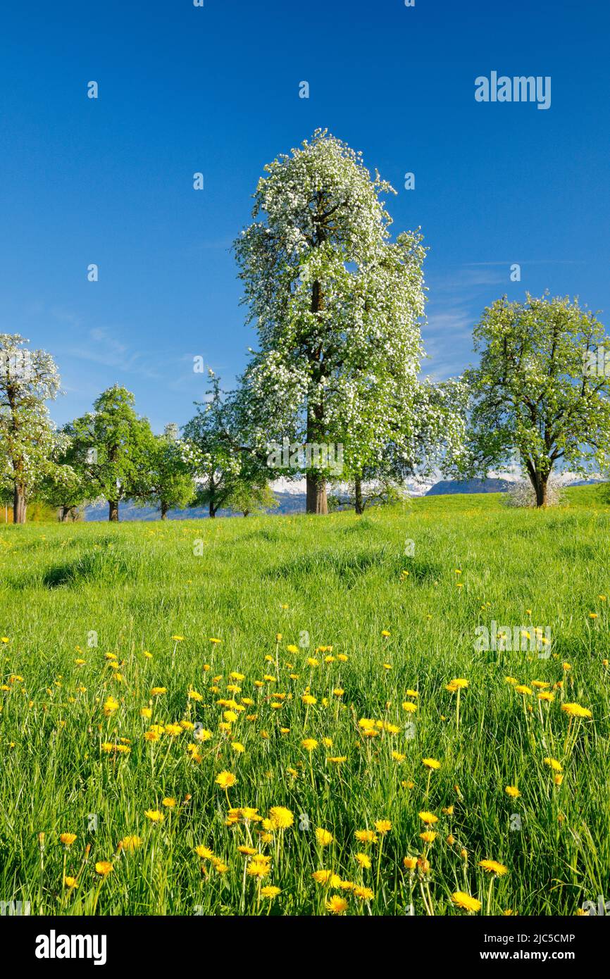 Blühende Birnbäume im Frühling in blühender Blumenwiese, Oetwil am See