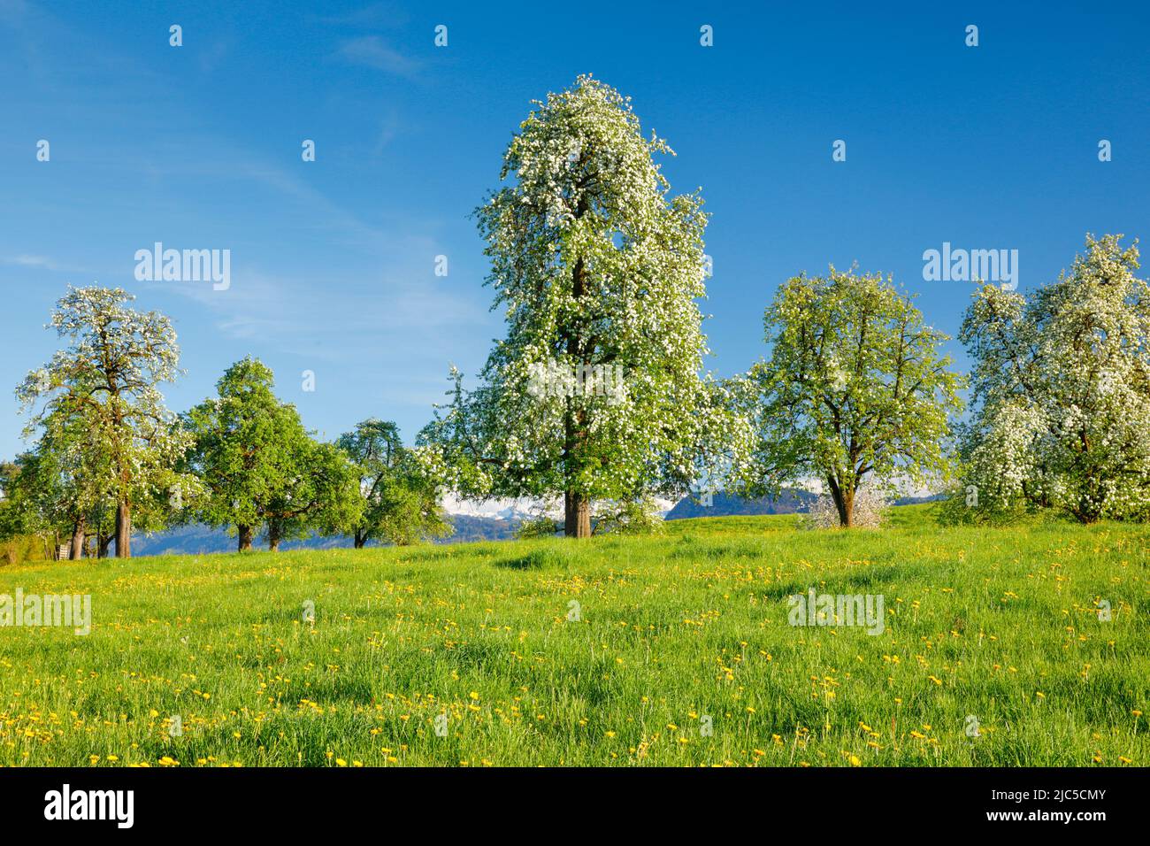 Blühende Birnbäume im Frühling in blühender Blumenwiese, Oetwil am See