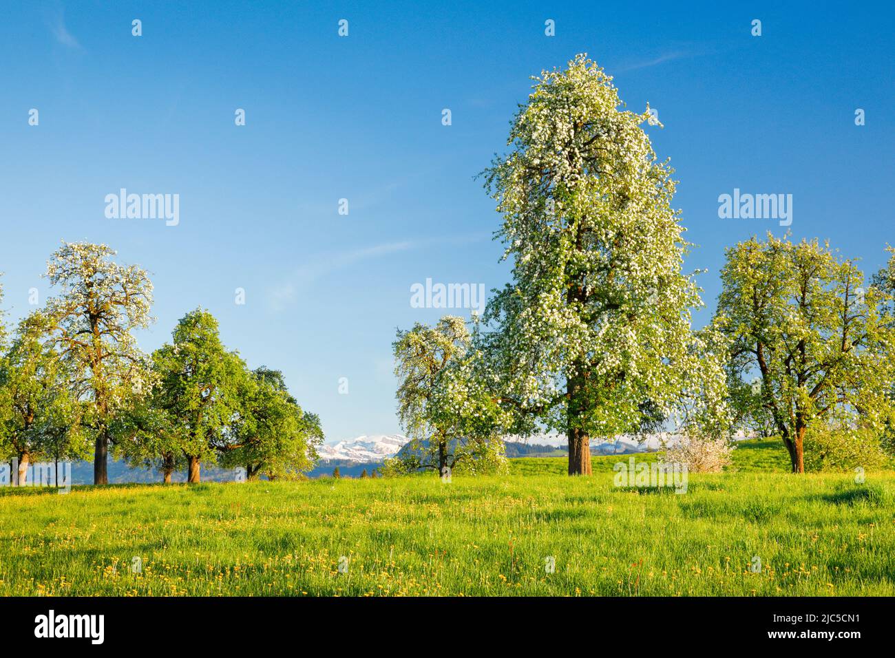 Blühende Birnbäume im Frühling in blühender Blumenwiese, Oetwil am See