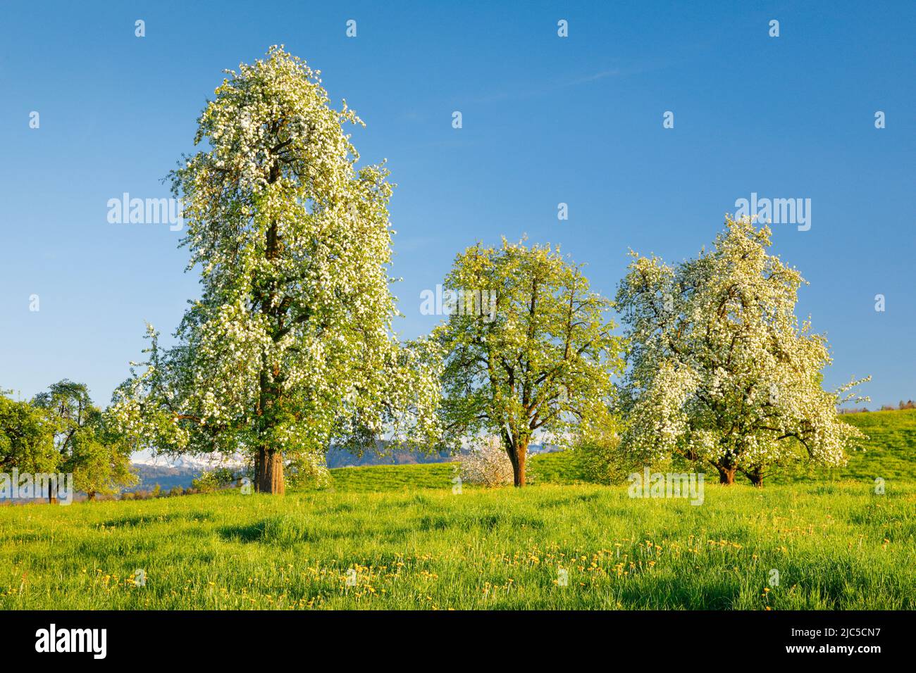 34+ Birnbäume Im Vorgarten, Birnen aus dem eigenen garten sind ein