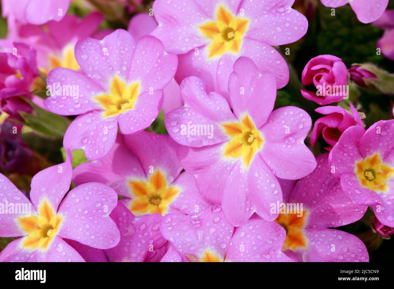 Nahaufnahme von mit Regentropfen bedeckten rosa lila Primel Blumen im Frühling, Schweiz *** Local Caption ***  Flower, flowers, sea of flowers, detail Stock Photo