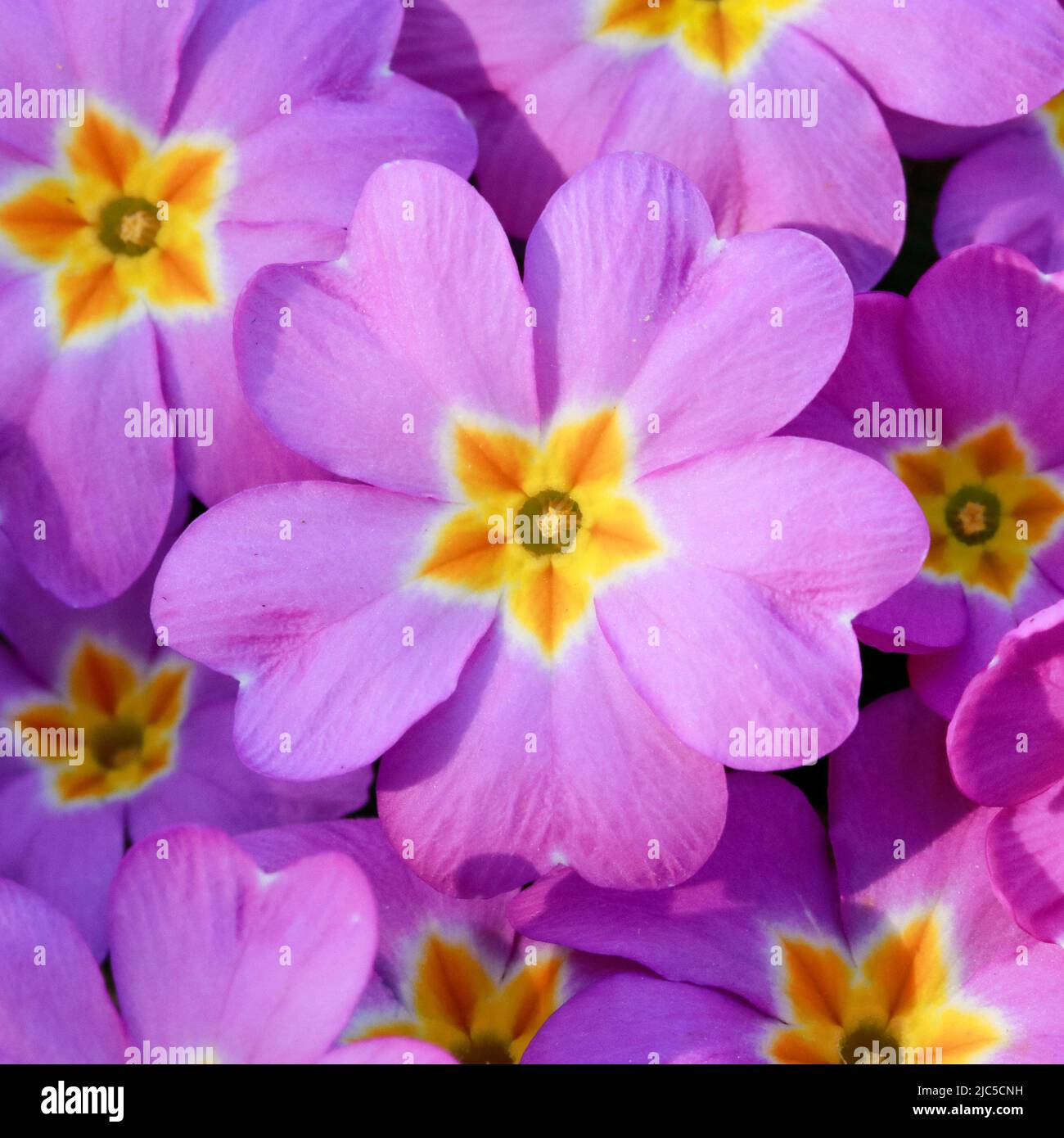 46+ Garten Blumen Bestellen Schweiz, Mit unseren blumen bringst du