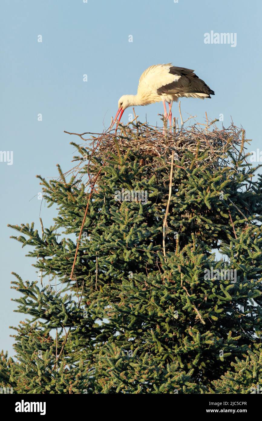 Einzelner Weißstorch steht im Nest inmitten der Baumkrone einer grossen Fichte und baut an seinem Nest, Paarungszeit im Frühling, Oetwil am See, Kanto Stock Photo