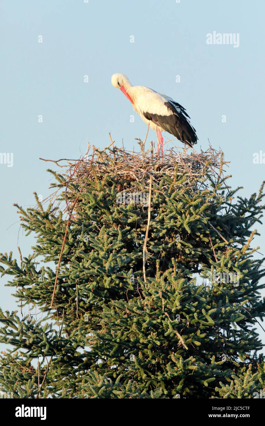 Einzelner Weißstorch steht im Nest inmitten der Baumkrone einer grossen Fichte und putzt sein Gefieder, Paarungszeit im Frühling, Oetwil am See, Kanto Stock Photo