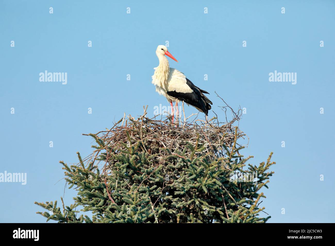 Einzelner Weißstorch steht im Nest inmitten der Baumkrone einer grossen Fichte, Paarungszeit im Frühling, Oetwil am See, Kanton Zürich, Schweiz *** Lo Stock Photo