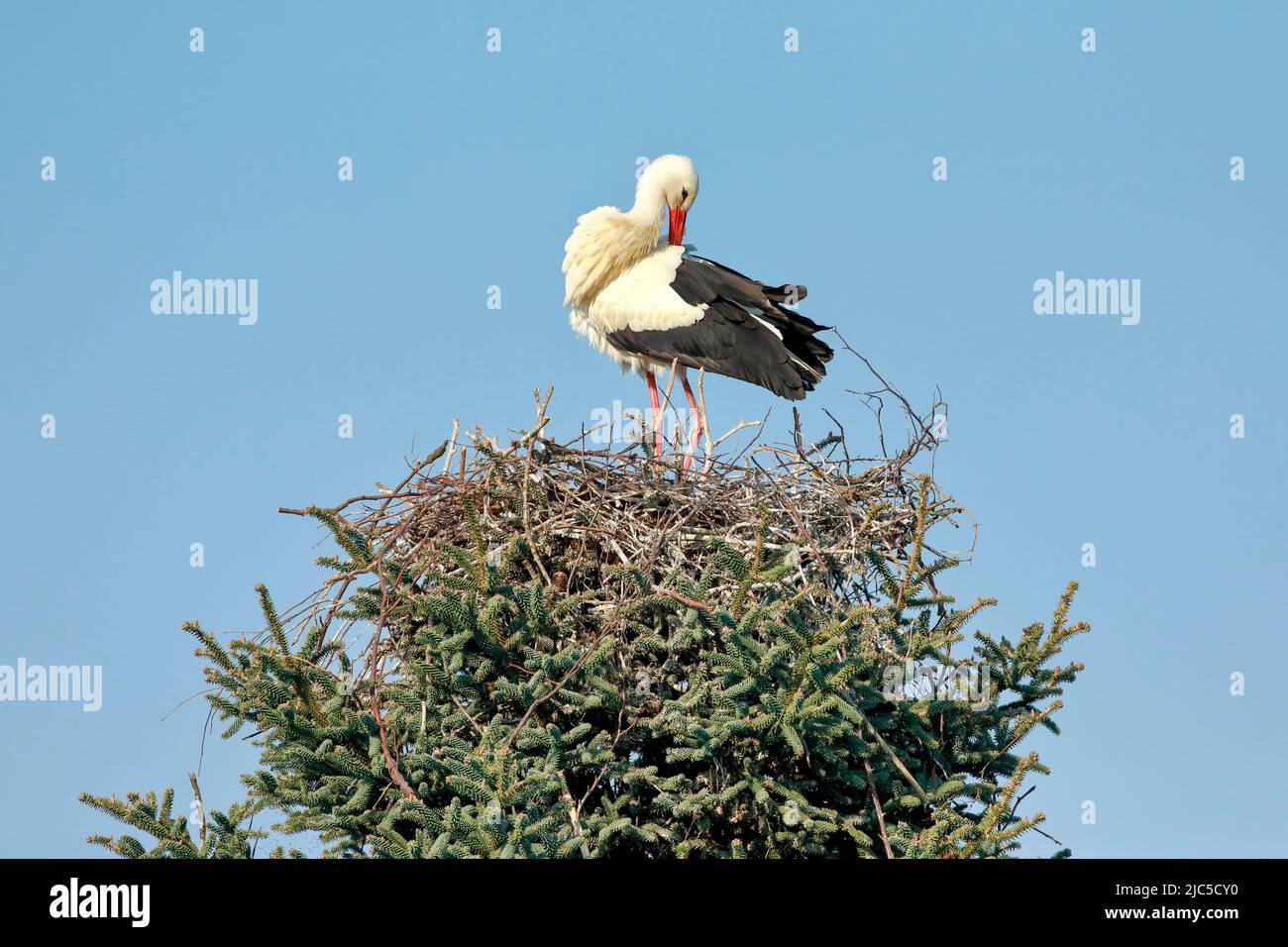 Einzelner Weißstorch steht im Nest und putzt sich mit dem Schnabel sein Gefieder, Oetwil am See, Kanton Zürich, Schweiz *** Local Caption ***  Tree to Stock Photo