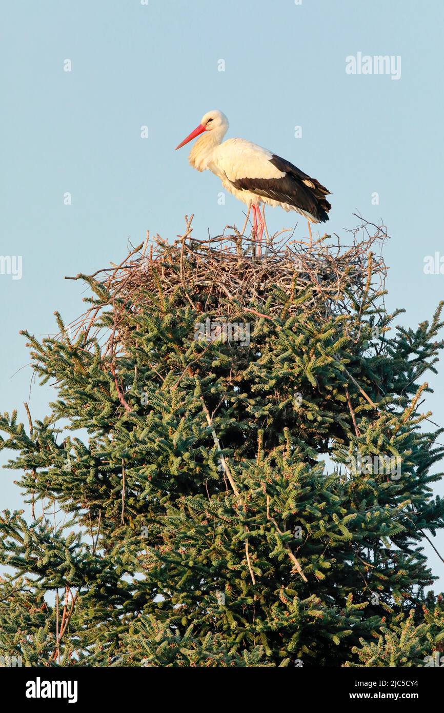 Einzelner Weißstorch steht im Nest inmitten der Baumkrone einer grossen Fichte, Paarungszeit im Frühling, Oetwil am See, Kanton Zürich, Schweiz *** Lo Stock Photo