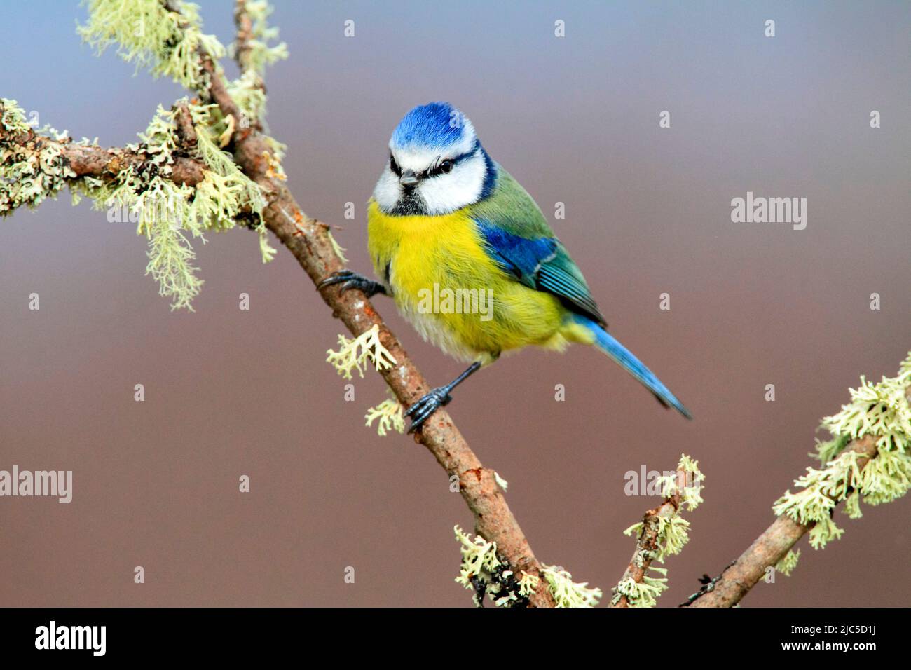 Blaumeise (Cyanistes caeruleus) sitzt auf einem moosbewachsenem Ast, Winter, Europa *** Local Caption ***  Branch, blue tit, Blue Tit, Cairngorms, Cya Stock Photo