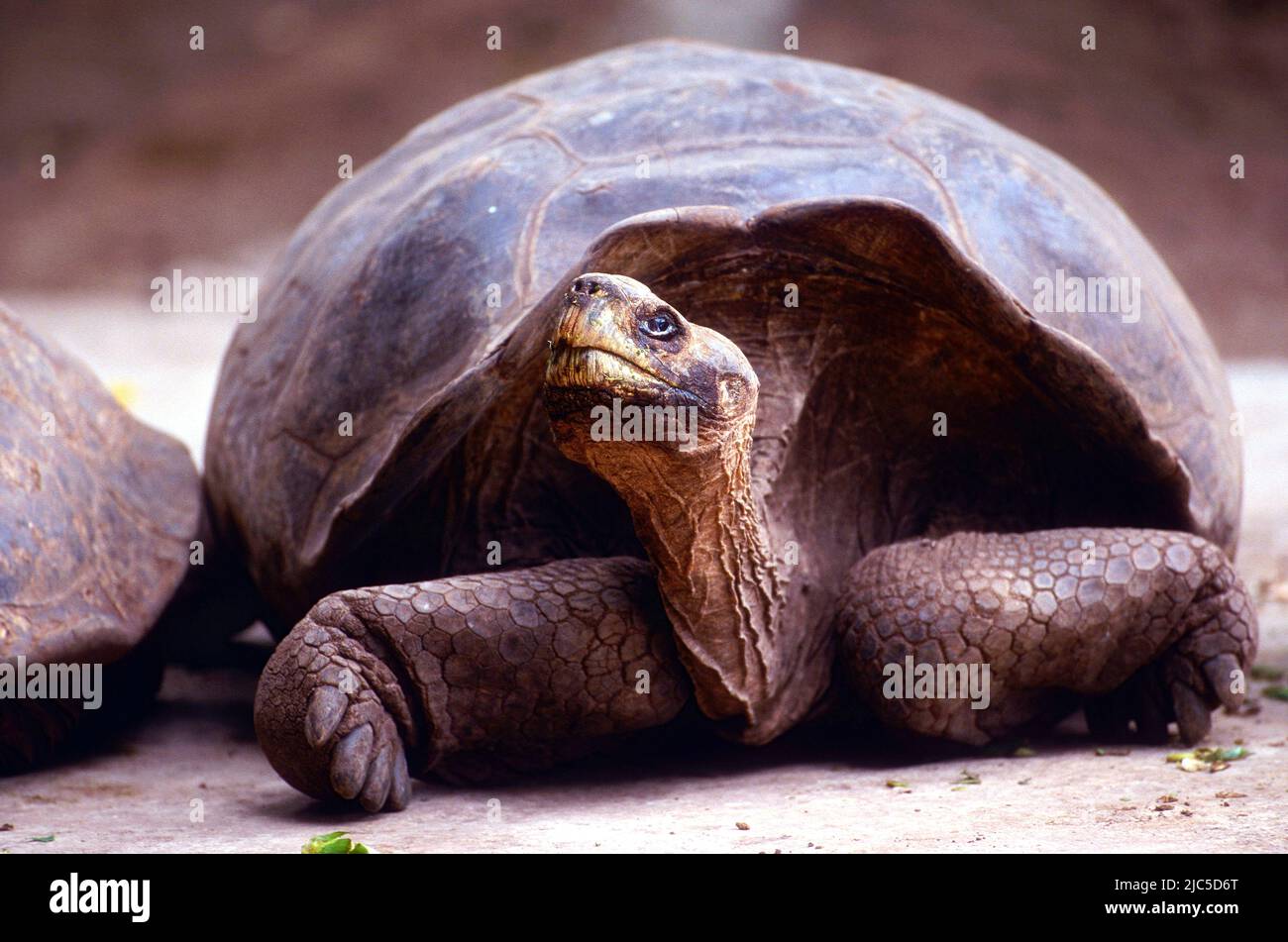 Galapagos-Riesenschildkröte, Cheolonoidis niger, Testudinidae, Tier, Darwin Station, Santa Cruz, Galapagos Stock Photo