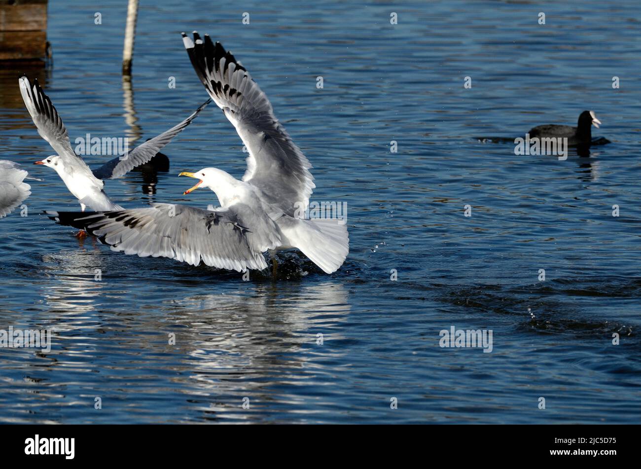 Steppenmöwe, Larus cachinnans, Lachmöwe, Larus ridibundus, Laridae, im Flug, Vogel, Tier, Zürichsee, bei Rapperswil, Kanton St. Gallen, Schweiz Stock Photo