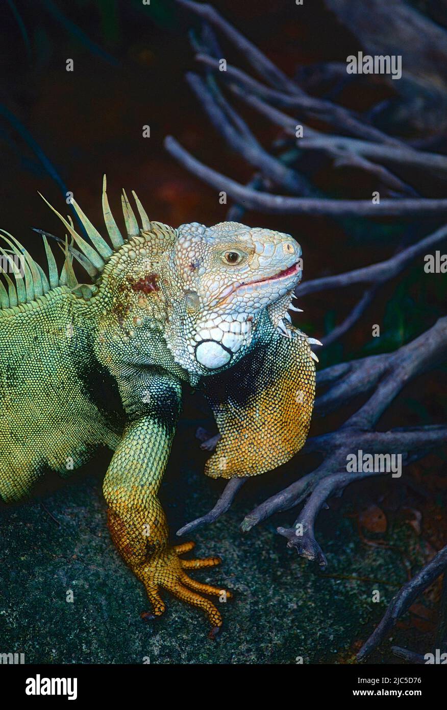 Leguan, Iguana spec., Iguanidae, Männchen, Echse, Reptil, Tier, Zoo, Singapore Stock Photo