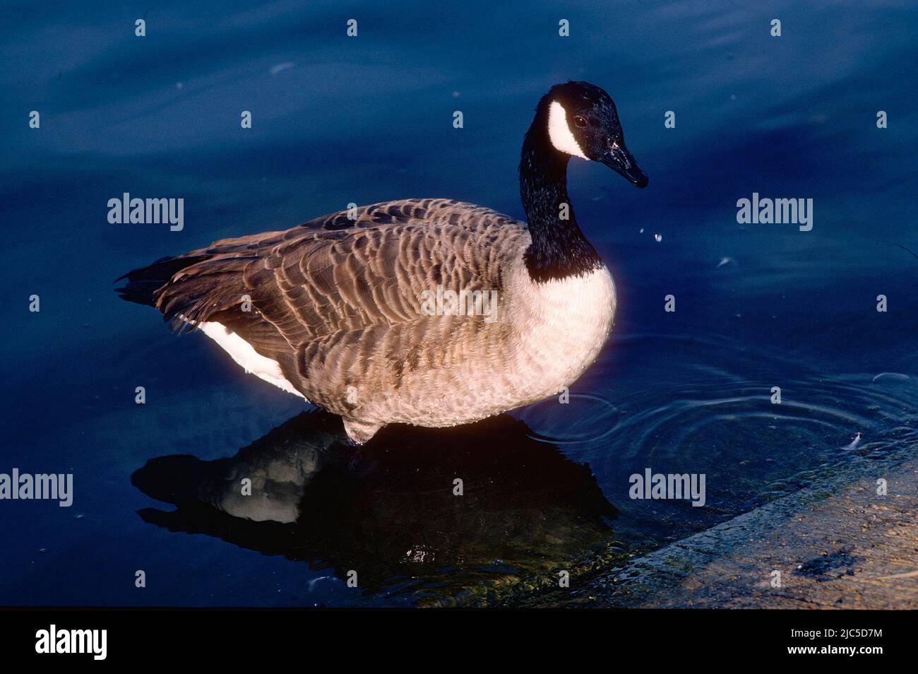 Schlosspark nymphenburg hi-res stock photography and images - Alamy