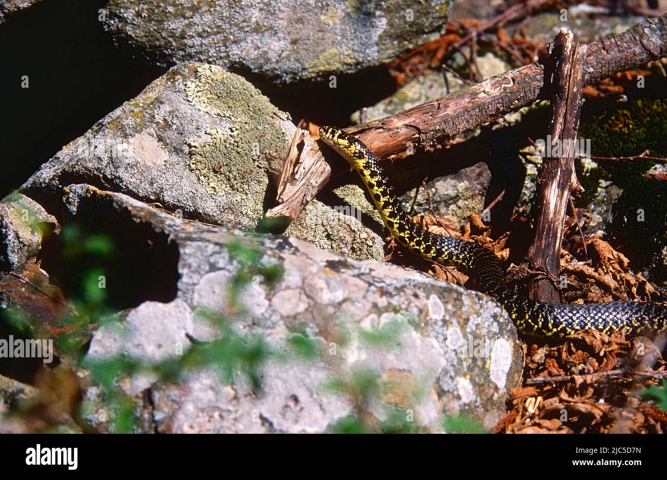 Gelbgrüne Zornnatter, Hierophis viridiflavus, Colubridae, Schlange, Reptil. Tier, bei Campello, Kanton Tessin, Schweiz Stock Photo