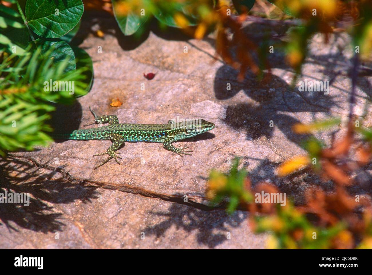 Thyrrenische Mauereidechse, Podarcis tiliguerta, Lacertidae. Eidechse, Reptil. Tier, Korsika Stock Photo