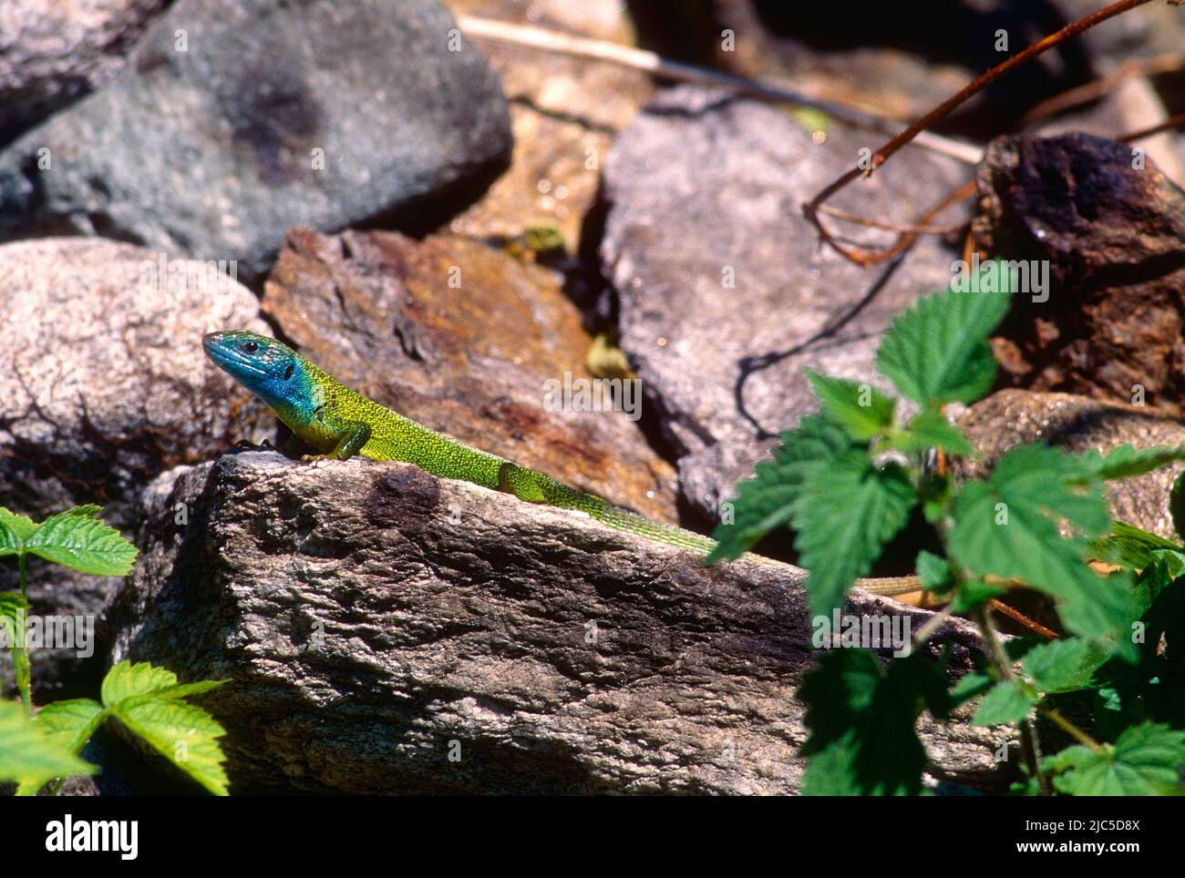 Östliche Smaragdeidechse, Lacerta viridis, Lacertidae, Männchen, Eidechse, Reptil, Tier, Kanton Wallis, Schweiz Stock Photo