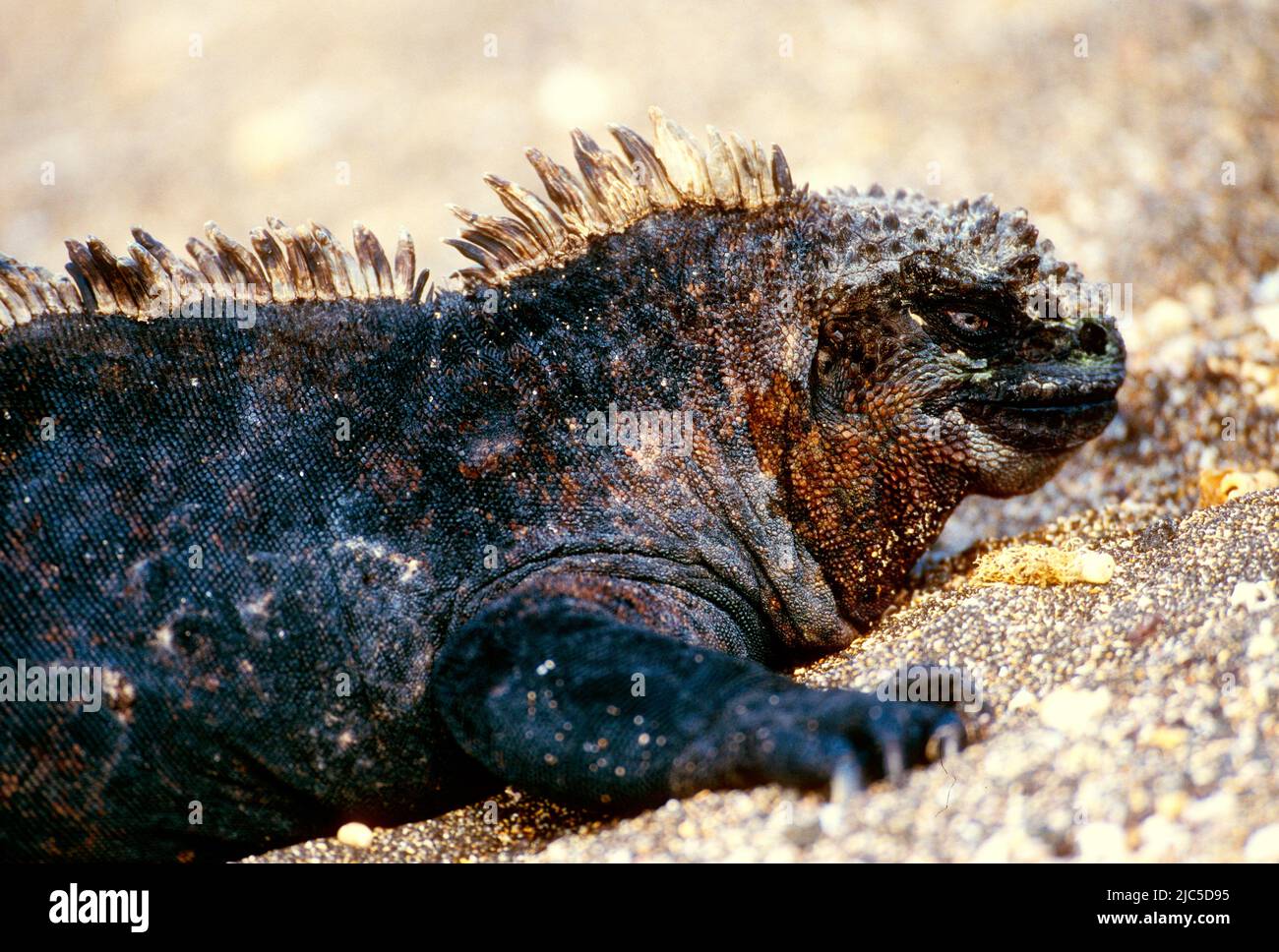 Meerechse, Amblyrhynchus cristatus, Iguanidae, Reptil, Tier auf Fels, Isabela, Galapagos Stock Photo
