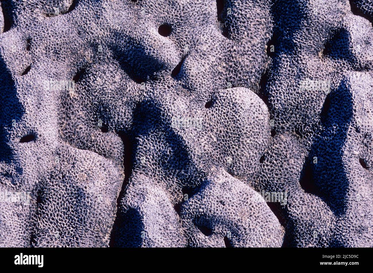Korallenskelett, Inland, freigelegt durch schnelle Bodenerhöhung durch vulkanische Aktivität, Galapagos Stock Photo