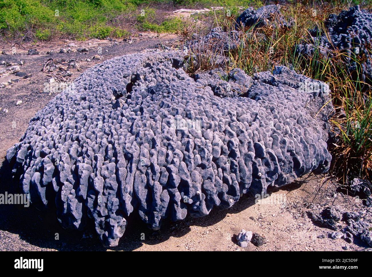 Korallenskelett, Inland, freigelegt durch schnelle Bodenerhöhung durch vulkanische Aktivität, Galapagos Stock Photo