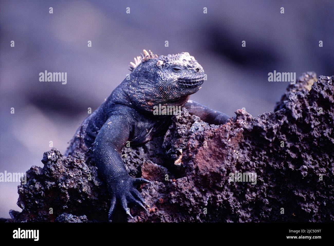Meerechse, Amblyrhynchus cristatus, Iguanidae, Reptil, Tier auf Fels, Pta. Espinosa, Fernandina, Galapagos Stock Photo