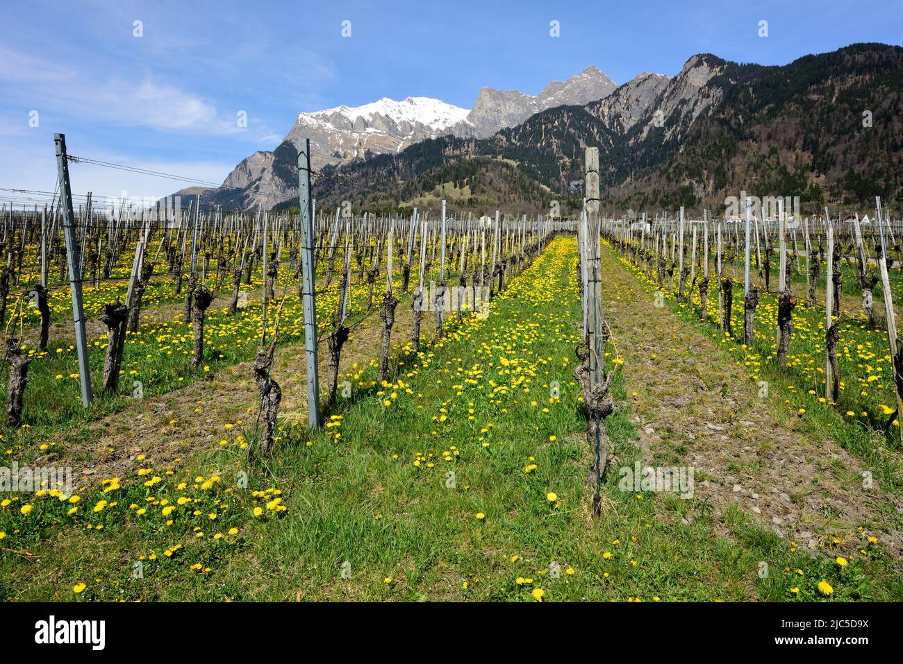 Rebberg, Löwenzahn, blühend, Blumen, Berge, Glegghorn, Falknis, Jenins, Kanton Graubünden, Schweiz Stock Photo