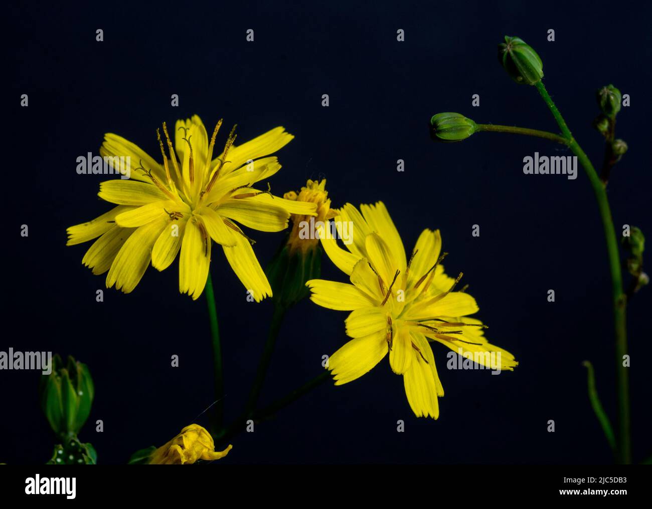 Nipplewort (Lapsana communis), close-up with black background. Stock Photo