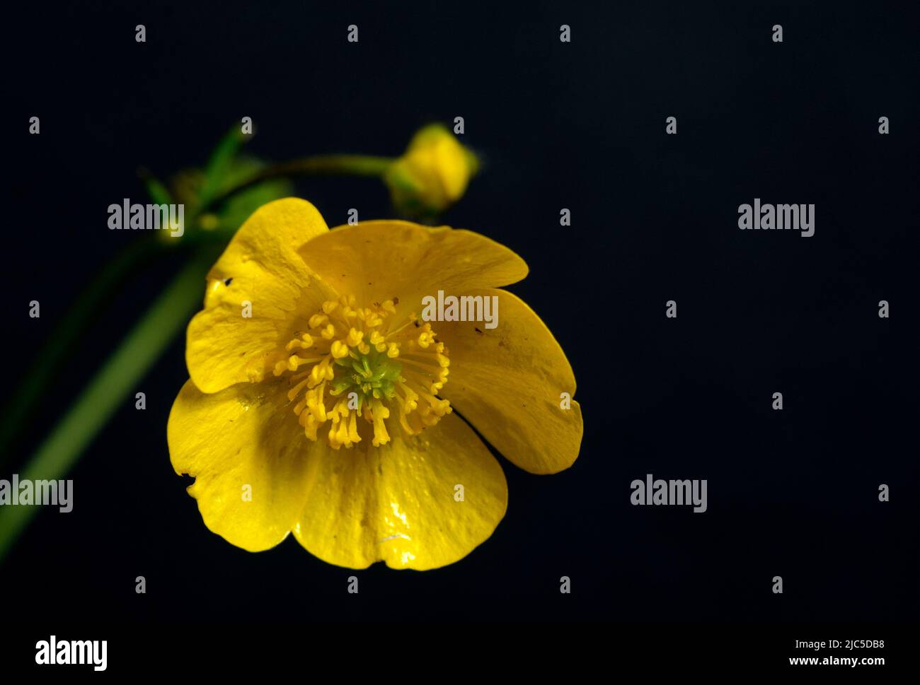 Meadow Buttercup flower (Ranunculus acris), close-up with black background. Stock Photo