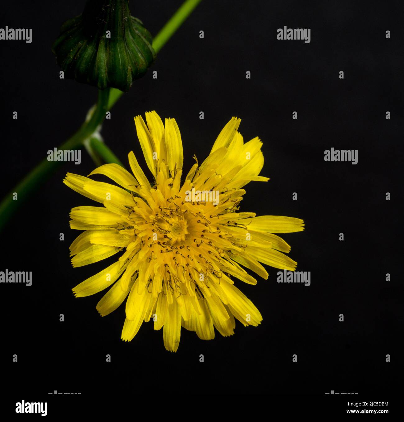 Smooth Sow-thistle (Sonchus oleraceus), close-up with black background. Stock Photo