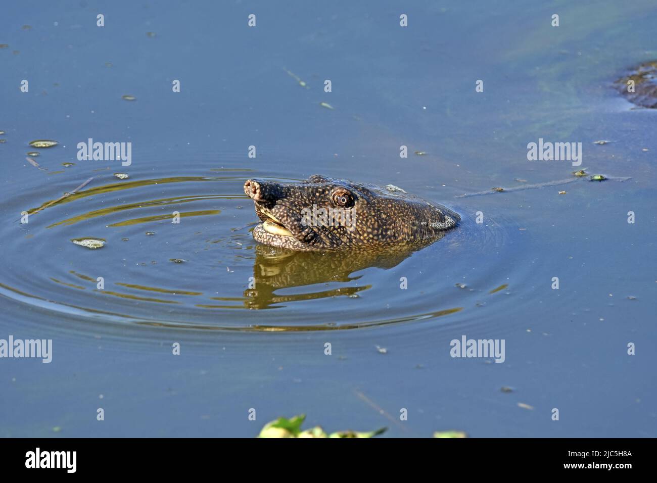 Soft shell turtle in water, Israel Stock Photo