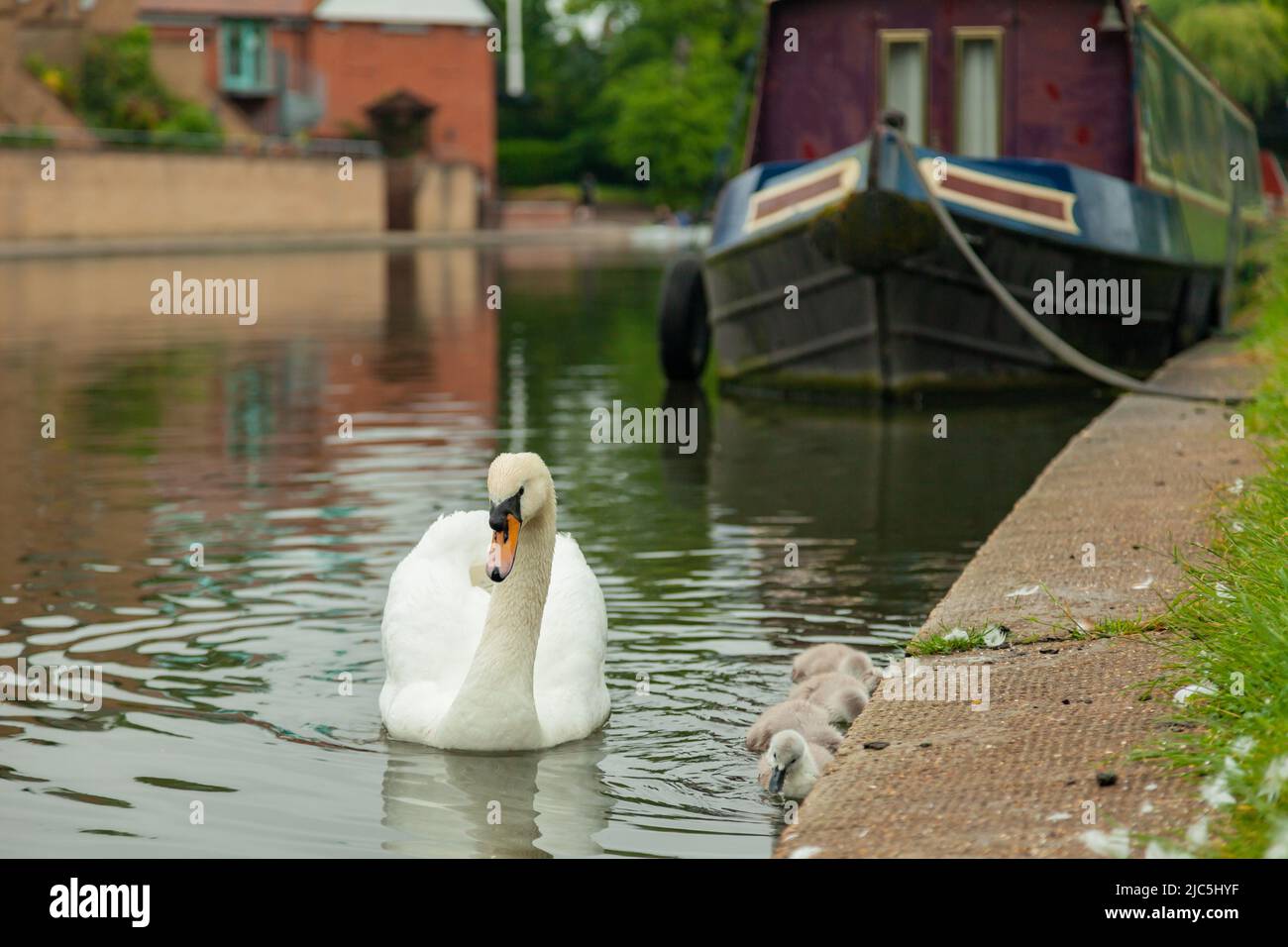 Swan and cygnets on river Cam in Cambridge, England. Stock Photo