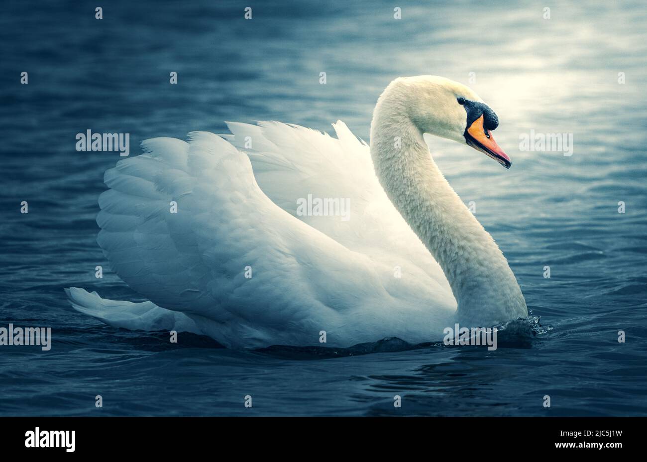 Elegant white swan in Lake Ontario Stock Photo