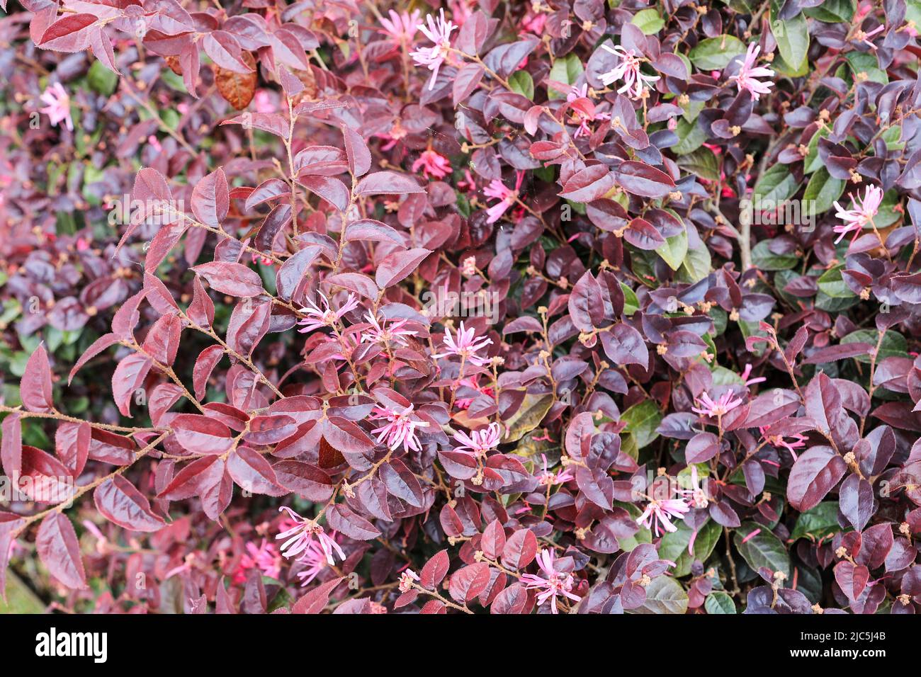 A pink flowering Loropetalum or Chinese fringe flower (Loropetalum chinense) or strap flower bush or shrub Stock Photo