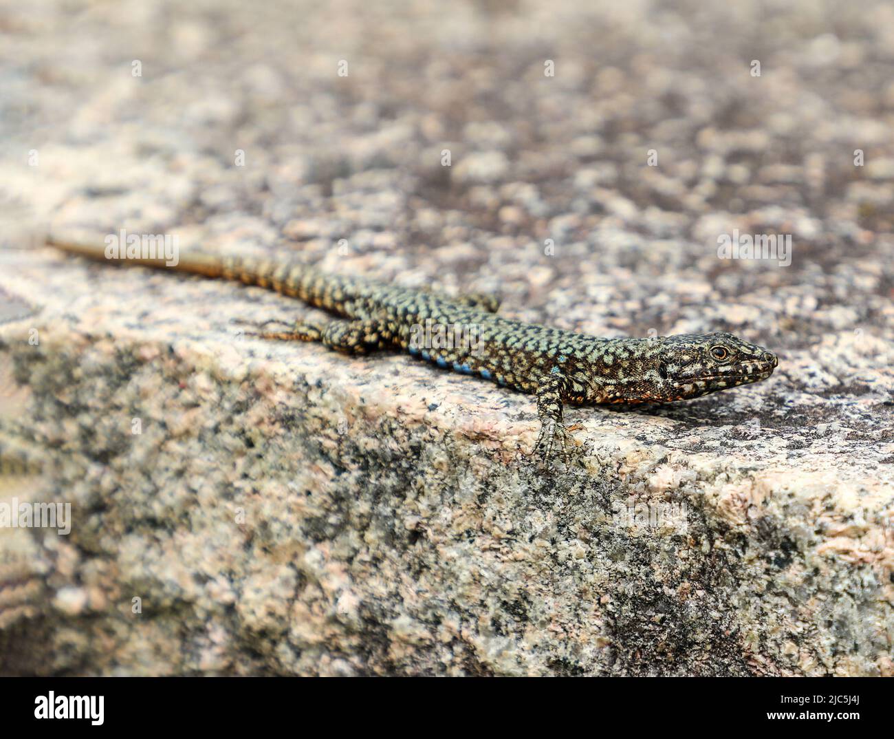 A common wall lizard (Podarcis muralis) basking on a wall Stock Photo