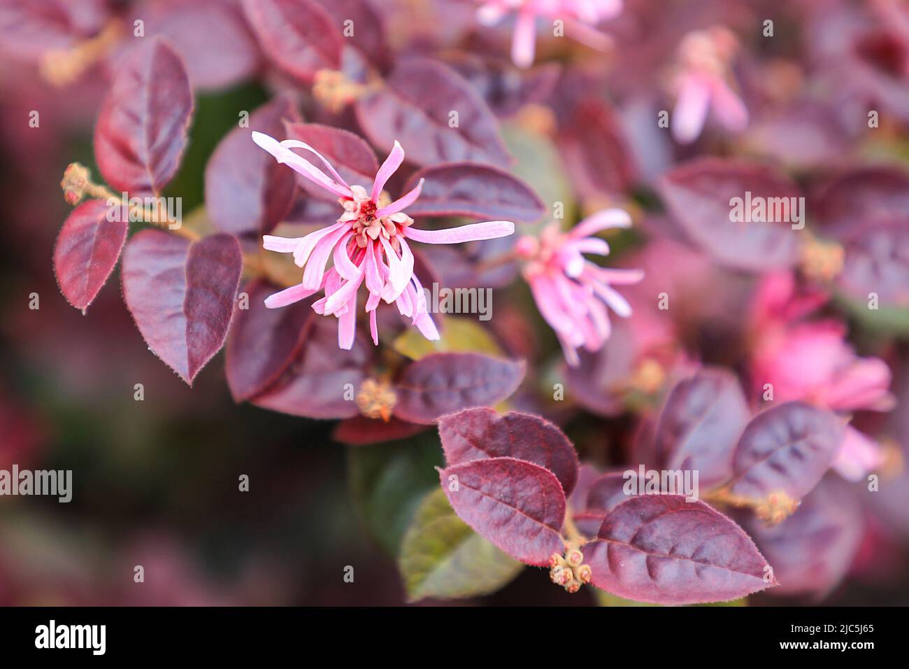 A pink flowering Loropetalum or Chinese fringe flower (Loropetalum chinense) or strap flower bush or shrub Stock Photo