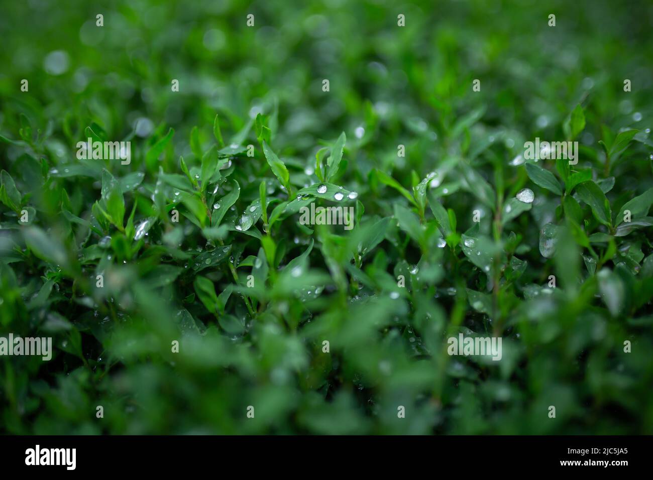 Water drops on knotweed grass. Blurred background. Macro. Garden, garden floriculture Stock Photo
