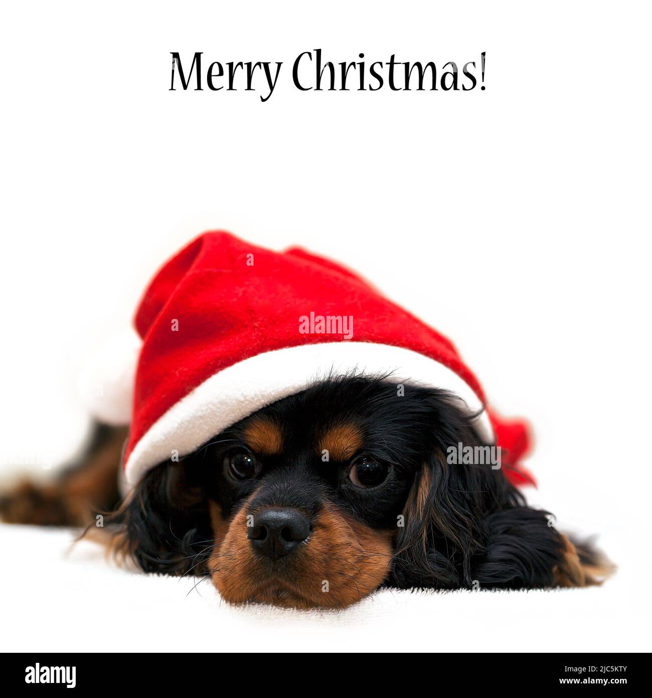 Merry Christmas wishes Stock Photo 