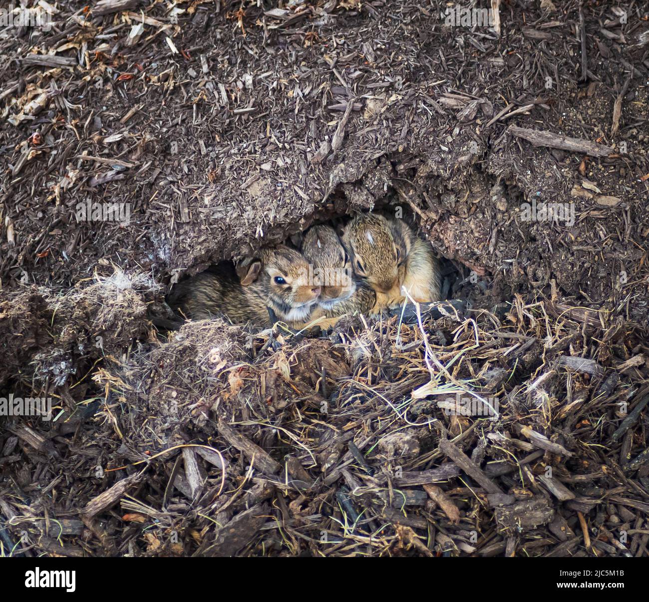 Mulch bunny nest hires stock photography and images Alamy