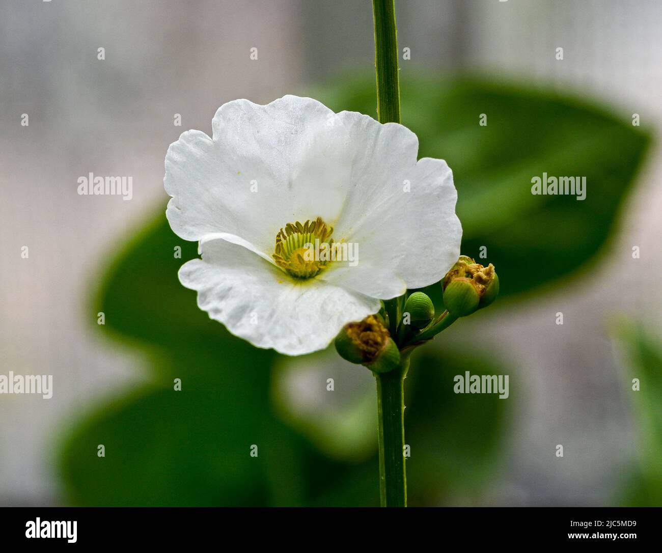 Beautiful small white flower of Creeping Burhead or Echinodorus Cordifolius is a aquatic plant Stock Photo