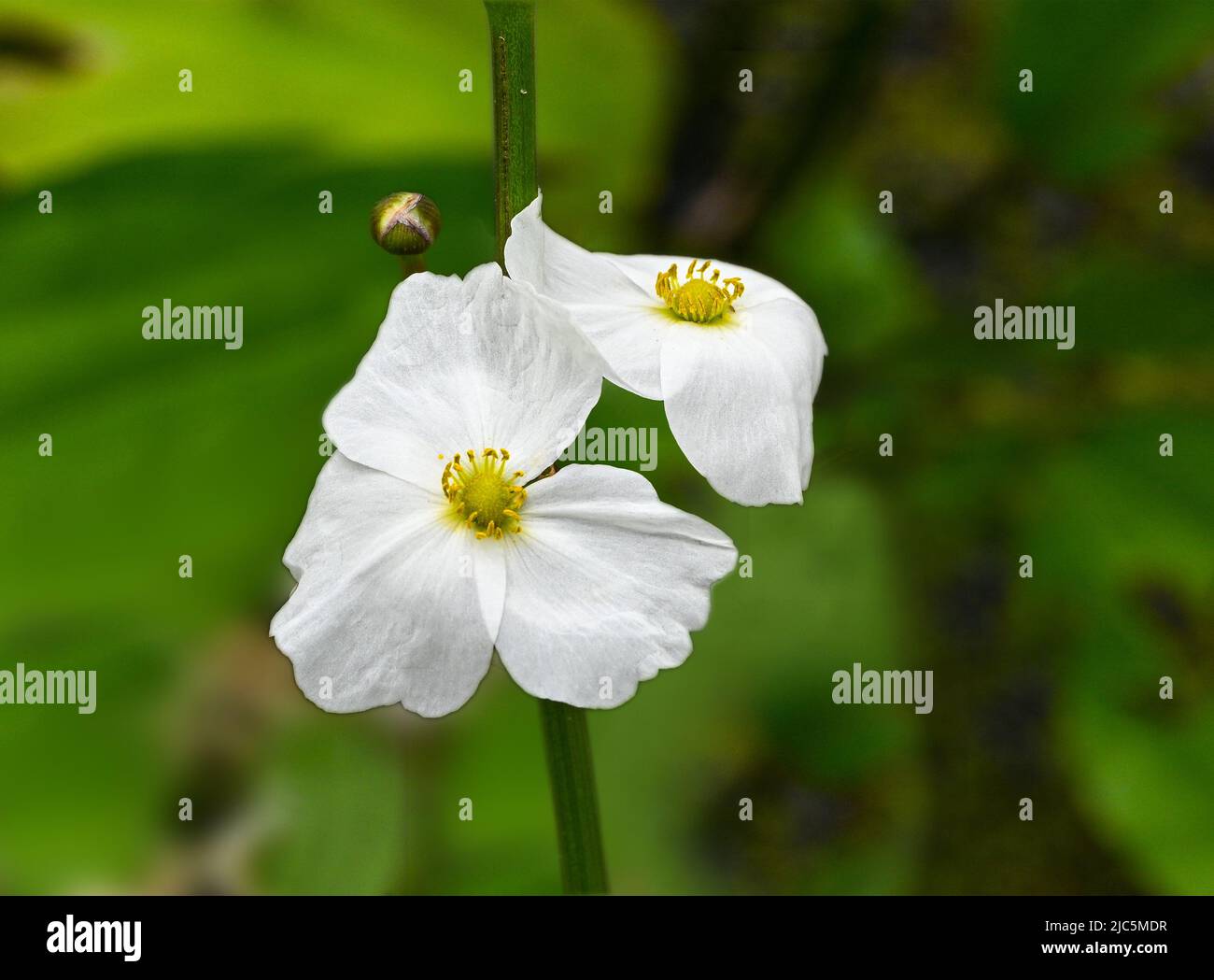 Beautiful small white flower echinodorus hybride is a aquatic plant Stock Photo