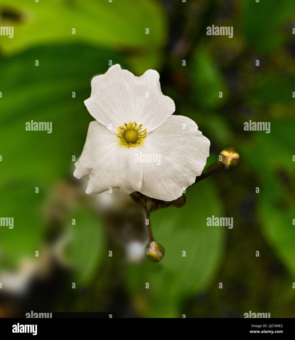 Beautiful small white flower echinodorus hybride is a aquatic plant Stock Photo