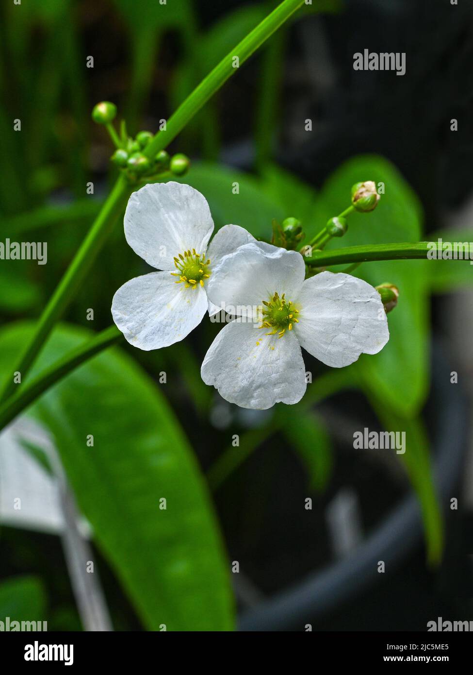 Beautiful small white flower of Argentine frog spoon or EchinodorusArgentinensis is a aquatic plant Stock Photo