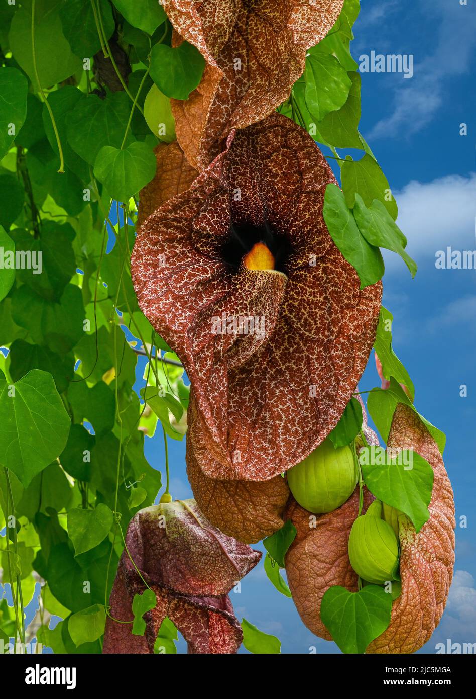 Giant Pelican Flower or Brazilian Dutchman‘s Pipe (Aristolochia gigantea), flowers, native to Brazil Stock Photo