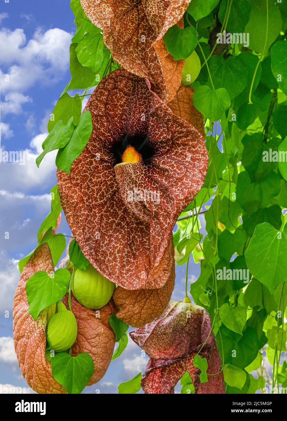 Giant Pelican Flower or Brazilian Dutchman‘s Pipe (Aristolochia gigantea), flowers, native to Brazil Stock Photo